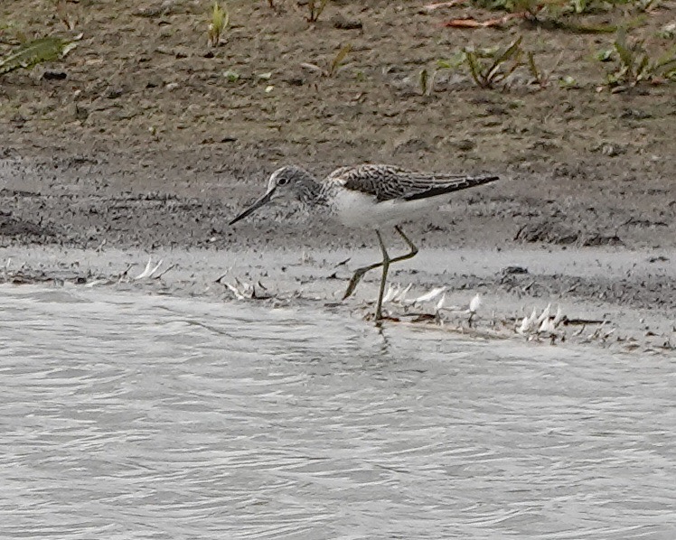 greenshank